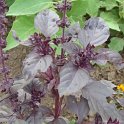 Ocimum basilicum 'Red Rubin'